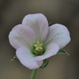 Geranium solanderi var. solanderi at Uriarra, ACT - 14 Feb 2019