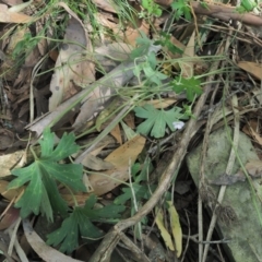 Geranium solanderi var. solanderi at Uriarra, ACT - 14 Feb 2019