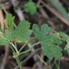 Geranium solanderi var. solanderi at Uriarra, ACT - 14 Feb 2019 11:13 AM