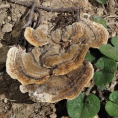 Trametes versicolor (Turkey Tail) at Namadgi National Park - 13 Feb 2019 by KenT