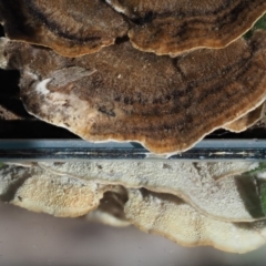 Trametes versicolor at Uriarra, ACT - 14 Feb 2019 09:20 AM