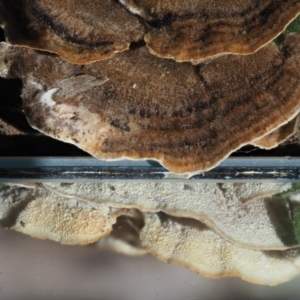 Trametes versicolor at Uriarra, ACT - 14 Feb 2019