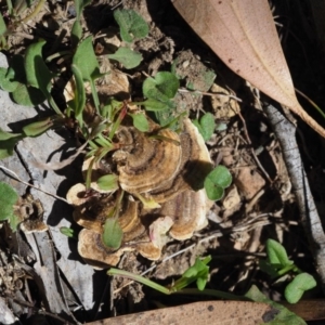 Trametes versicolor at Uriarra, ACT - 14 Feb 2019 09:20 AM