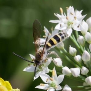 Radumeris tasmaniensis at Murrumbateman, NSW - 2 Mar 2019