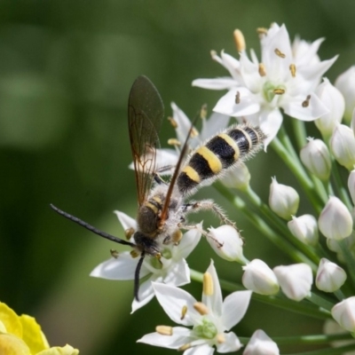 Radumeris tasmaniensis (Yellow Hairy Flower Wasp) at Murrumbateman, NSW - 2 Mar 2019 by SallyandPeter