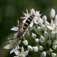 Radumeris tasmaniensis at Murrumbateman, NSW - 2 Mar 2019