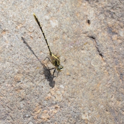 Austrogomphus guerini (Yellow-striped Hunter) at Lower Cotter Catchment - 26 Feb 2019 by KenT