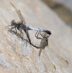 Orthetrum caledonicum (Blue Skimmer) at Lower Cotter Catchment - 26 Feb 2019 by KenT