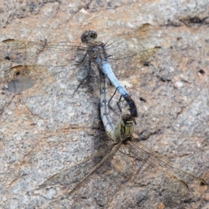 Orthetrum caledonicum at Cotter River, ACT - 26 Feb 2019