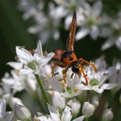 Delta bicinctum (Potter wasp) at Murrumbateman, NSW - 2 Mar 2019 by SallyandPeter