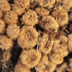 Cyathus stercoreus (Bird's nest fungus) at Acton, ACT - 14 Apr 2005 by Heino1