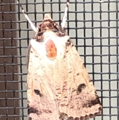 Agrotis porphyricollis (Variable Cutworm) at Monash, ACT - 4 Mar 2019 by jackQ