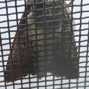 Agrotis porphyricollis at Monash, ACT - 4 Mar 2019