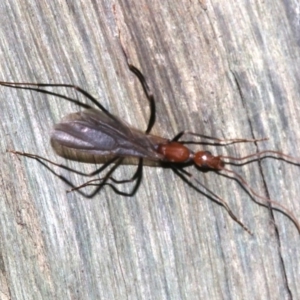 Leptomyrmex sp. (genus) at Rosedale, NSW - 27 Feb 2019 10:31 PM