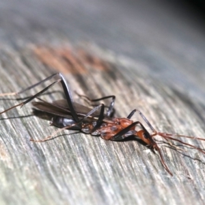 Leptomyrmex sp. (genus) at Rosedale, NSW - 27 Feb 2019 10:31 PM