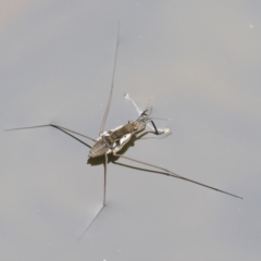 Tenagogerris euphrosyne (Water Strider) at Cotter River, ACT - 26 Feb 2019 by KenT