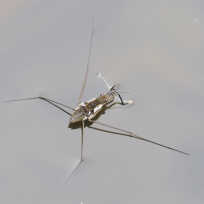 Tenagogerris euphrosyne (Water Strider) at Cotter River, ACT - 26 Feb 2019 by KenT