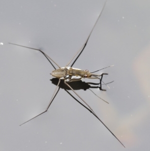 Tenagogerris euphrosyne at Cotter River, ACT - 26 Feb 2019