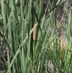 Typha sp. (Cumbungi) at Cotter River, ACT - 28 Feb 2019 by KenT