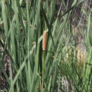 Typha sp. at Cotter River, ACT - 28 Feb 2019 08:15 AM