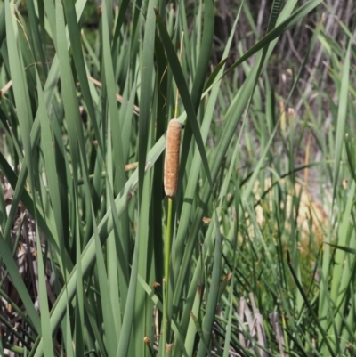 Typha sp. (Cumbungi) at Cotter River, ACT - 27 Feb 2019 by KenT