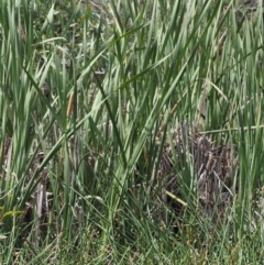 Typha sp. at Cotter River, ACT - 28 Feb 2019