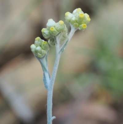 Pseudognaphalium luteoalbum (Jersey Cudweed) at Cotter River, ACT - 28 Feb 2019 by KenT