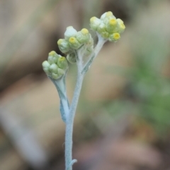Pseudognaphalium luteoalbum (Jersey Cudweed) at Cotter River, ACT - 27 Feb 2019 by KenT
