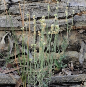 Pseudognaphalium luteoalbum at Cotter River, ACT - 28 Feb 2019 08:03 AM