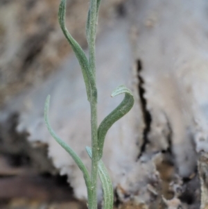 Pseudognaphalium luteoalbum at Cotter River, ACT - 28 Feb 2019 08:03 AM