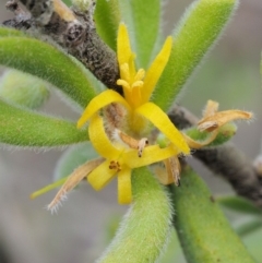 Persoonia rigida (Hairy Geebung) at Cotter River, ACT - 25 Feb 2019 by KenT