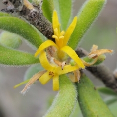 Persoonia rigida (Hairy Geebung) at Cotter River, ACT - 26 Feb 2019 by KenT