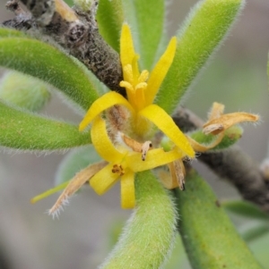 Persoonia rigida at Cotter River, ACT - 26 Feb 2019