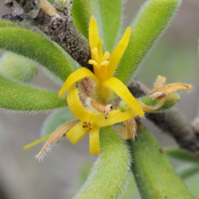 Persoonia rigida (Hairy Geebung) at Cotter River, ACT - 25 Feb 2019 by KenT