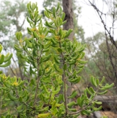 Persoonia rigida at Cotter River, ACT - 26 Feb 2019