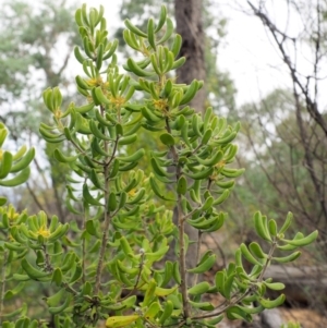 Persoonia rigida at Cotter River, ACT - 26 Feb 2019