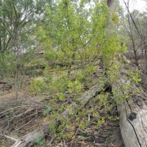 Persoonia rigida at Cotter River, ACT - 26 Feb 2019