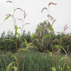 Persicaria lapathifolia at Cotter River, ACT - 28 Feb 2019 08:15 AM