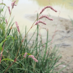 Persicaria lapathifolia at Cotter River, ACT - 28 Feb 2019 08:15 AM