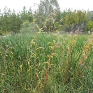 Persicaria lapathifolia at Cotter River, ACT - 28 Feb 2019