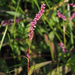 Persicaria decipiens (Slender Knotweed) at Cotter River, ACT - 28 Feb 2019 by KenT