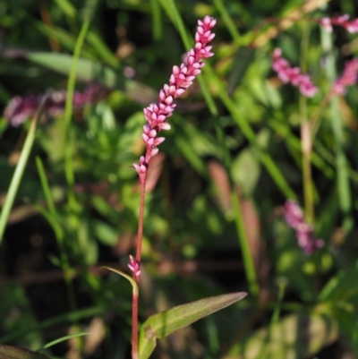 Persicaria decipiens (Slender Knotweed) at Cotter River, ACT - 28 Feb 2019 by KenT