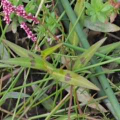 Persicaria decipiens at Cotter River, ACT - 28 Feb 2019 08:36 AM