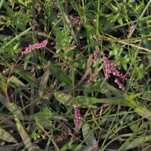 Persicaria decipiens at Cotter River, ACT - 28 Feb 2019 08:36 AM