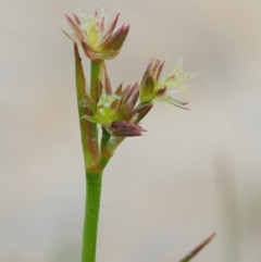 Juncus prismatocarpus (Branching Rush) at Cotter River, ACT - 28 Feb 2019 by KenT