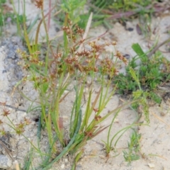 Juncus prismatocarpus at Cotter River, ACT - 28 Feb 2019