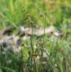 Juncus prismatocarpus at Cotter River, ACT - 28 Feb 2019 09:10 AM