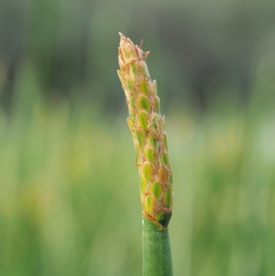 Eleocharis sphacelata (Tall Spike-rush) at Cotter River, ACT - 27 Feb 2019 by KenT