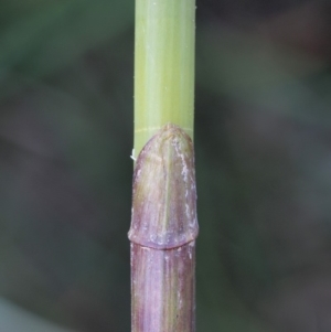 Eleocharis sphacelata at Cotter River, ACT - 28 Feb 2019