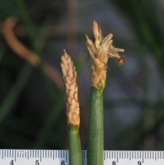 Eleocharis sphacelata at Cotter River, ACT - 28 Feb 2019